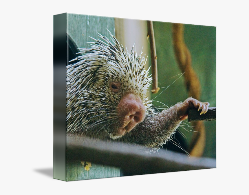 New World Porcupine, HD Png Download