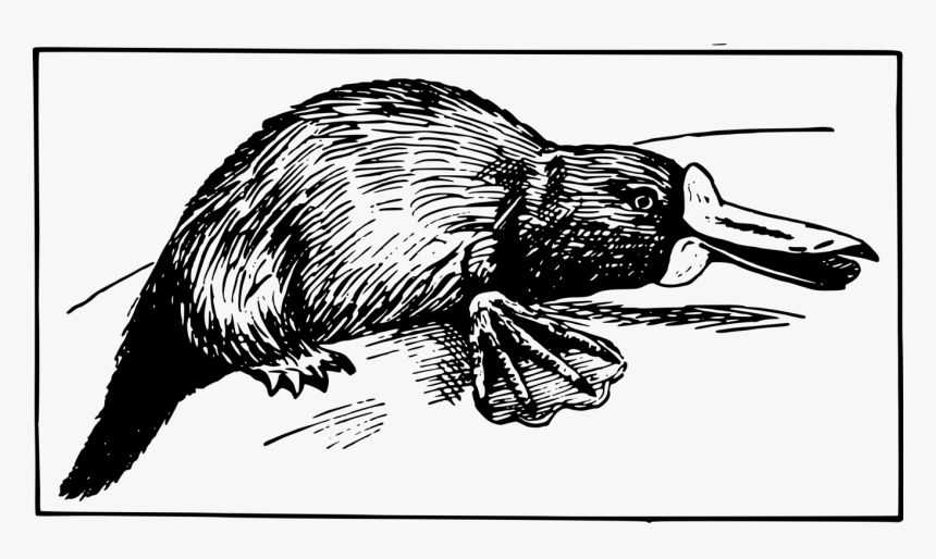 Porcupine,line Art,art - Illustration, HD Png Download