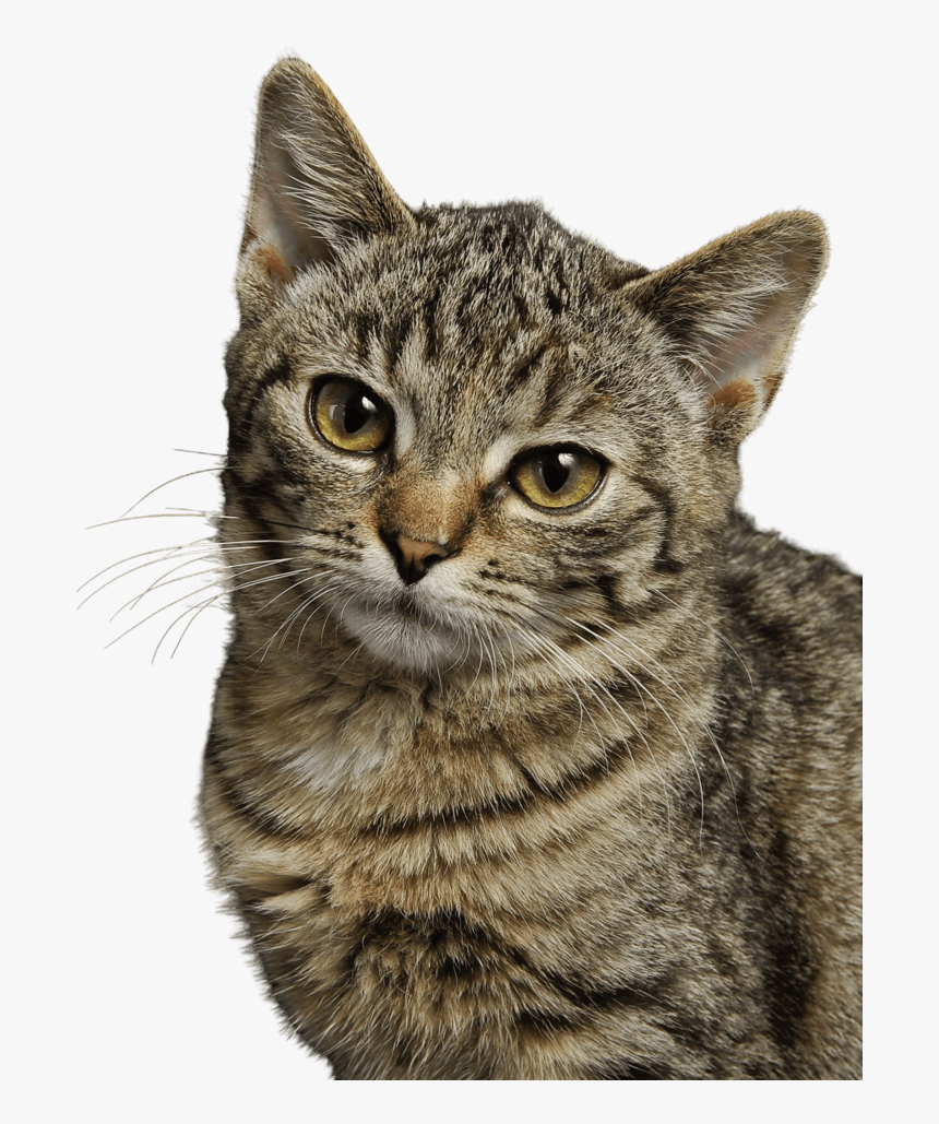 Pexels Cat, HD Png Download