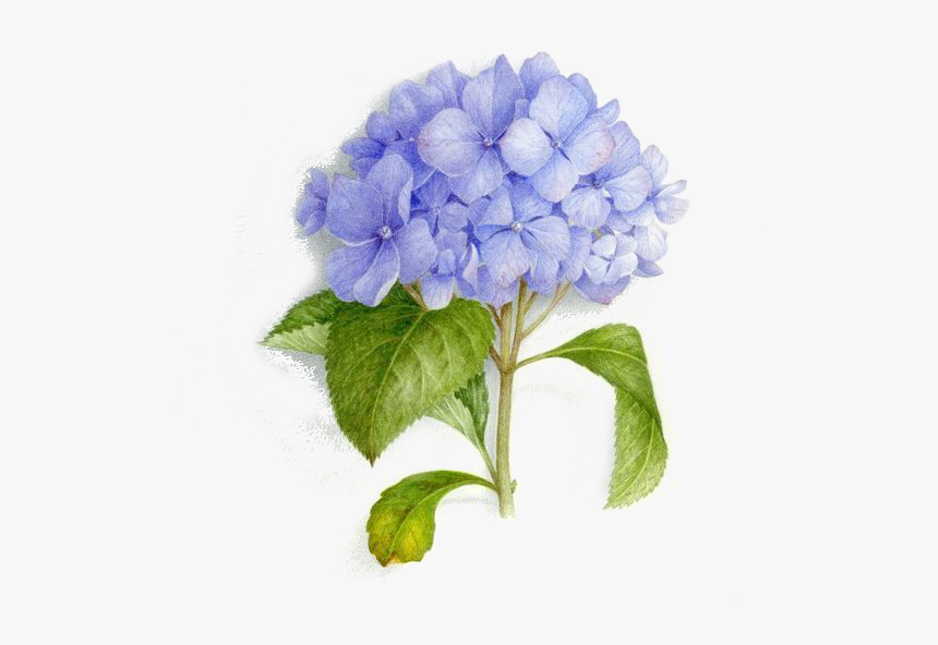 Tattoo Art Bouquet Painting Illustration Watercolor - Watercolor Hydrangea Tattoo, HD Png Download
