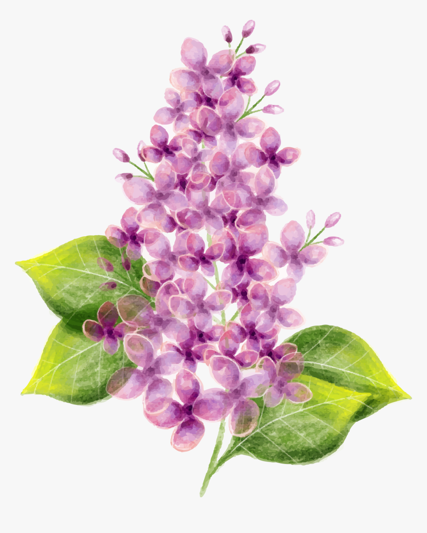 Lilac Flower Watercolor Painting - Flower Png, Transparent Png
