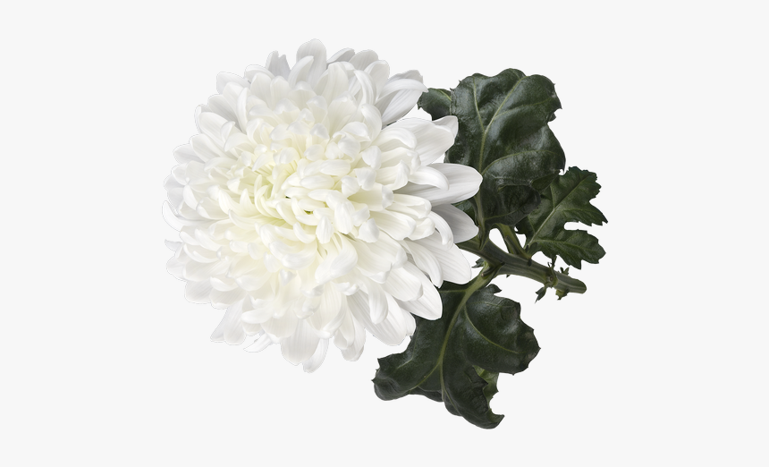 Dahlia, HD Png Download