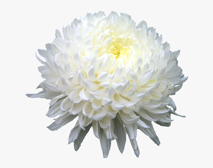 Download Chrysanthemum Png Hd - York Drama Critics Circle Award, Transparent Png
