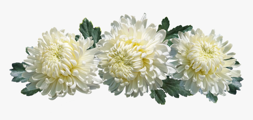 Chrysanthemum, Flowers, Arrangement, Decoration - Chrysanthème Png, Transparent Png