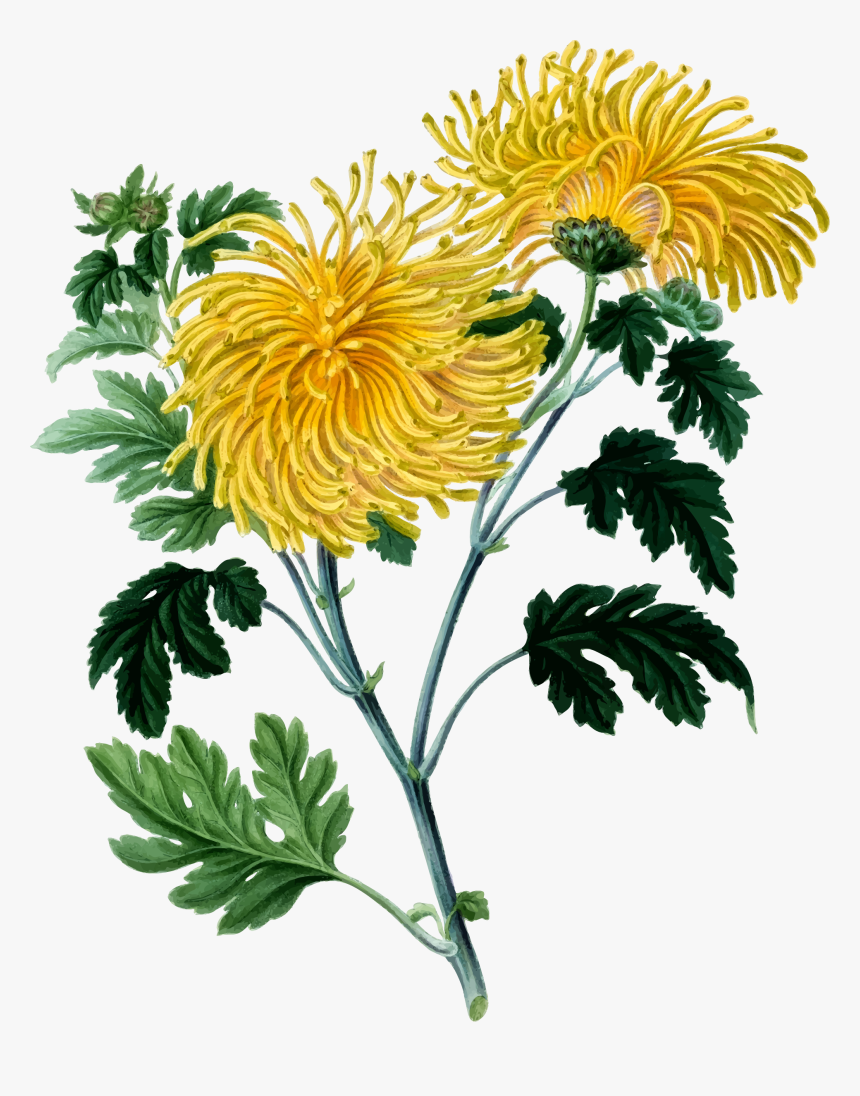 Chrysanthemum - Chrysanthemum Clipart, HD Png Download