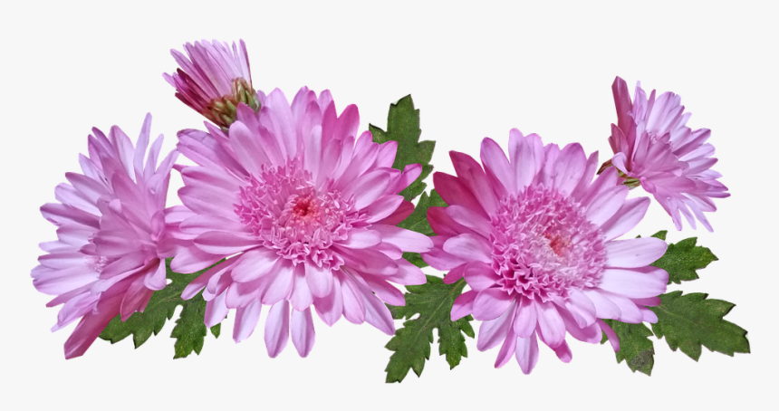 Chrysanthemum, Flowers, Pink, Nature, Garden Plant - Хризантемы Пнг, HD Png Download
