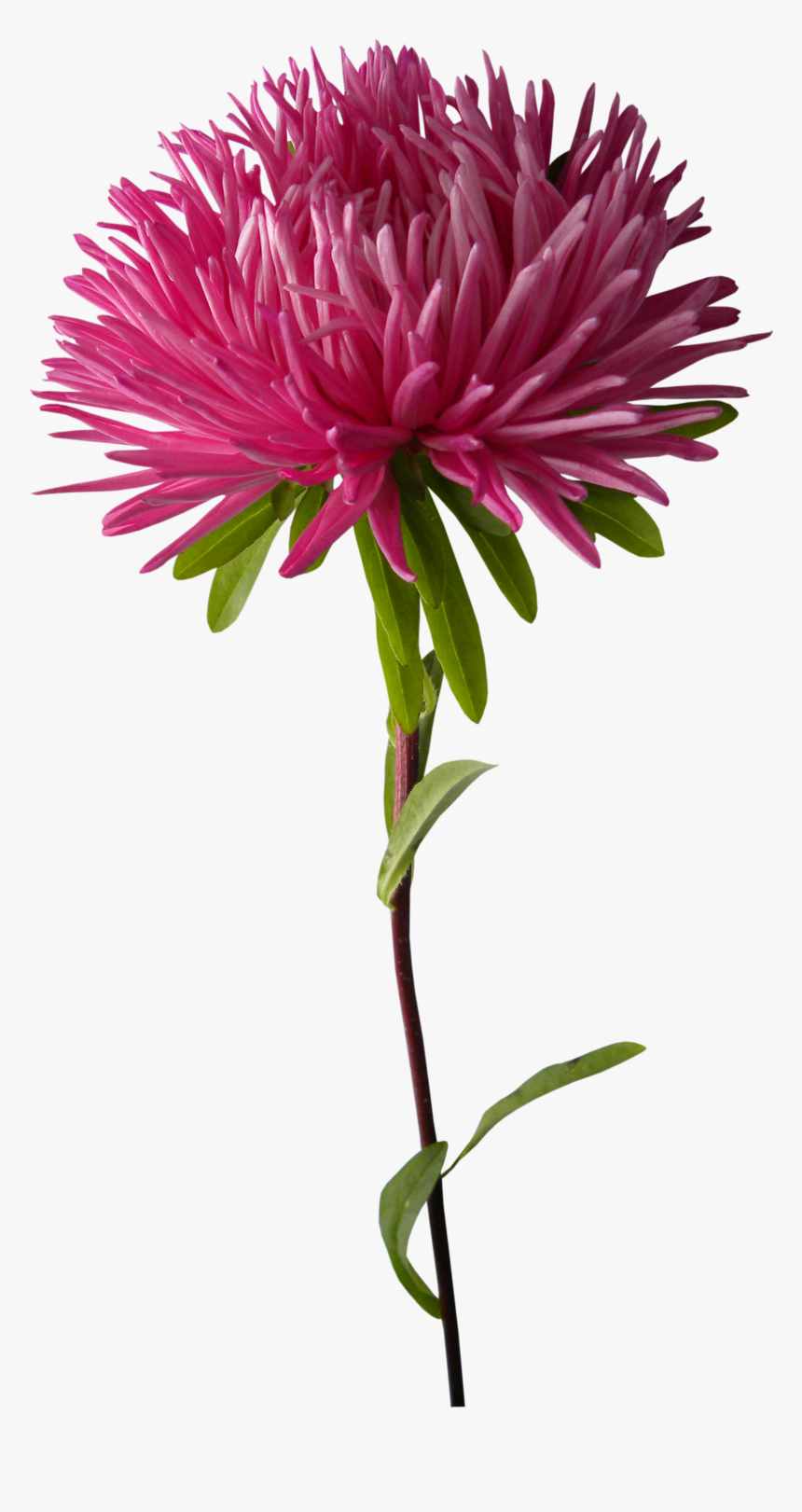 Clip Art Chrysanthemum Plant Purple Chrysanths - Chrysanthemums Png, Transparent Png