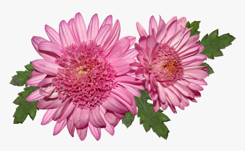Flower, Chrysanthemum, Pink, Bloom, Flora - Хризантема Пнг, HD Png Download