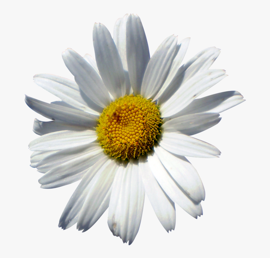 Common Daisy Oxeye Daisy Marguerite Daisy Chrysanthemum - Chamomile, HD Png Download