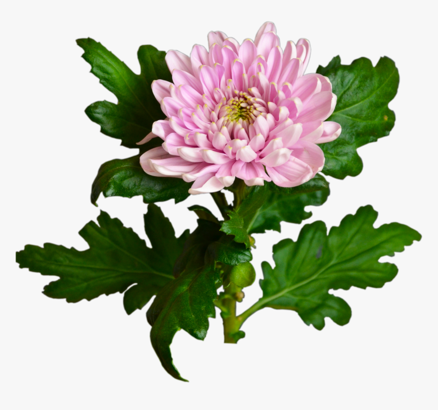 Pink Chrysanthemum Flower Shop Studio Flores - Chrysanthemum Transparent, HD Png Download
