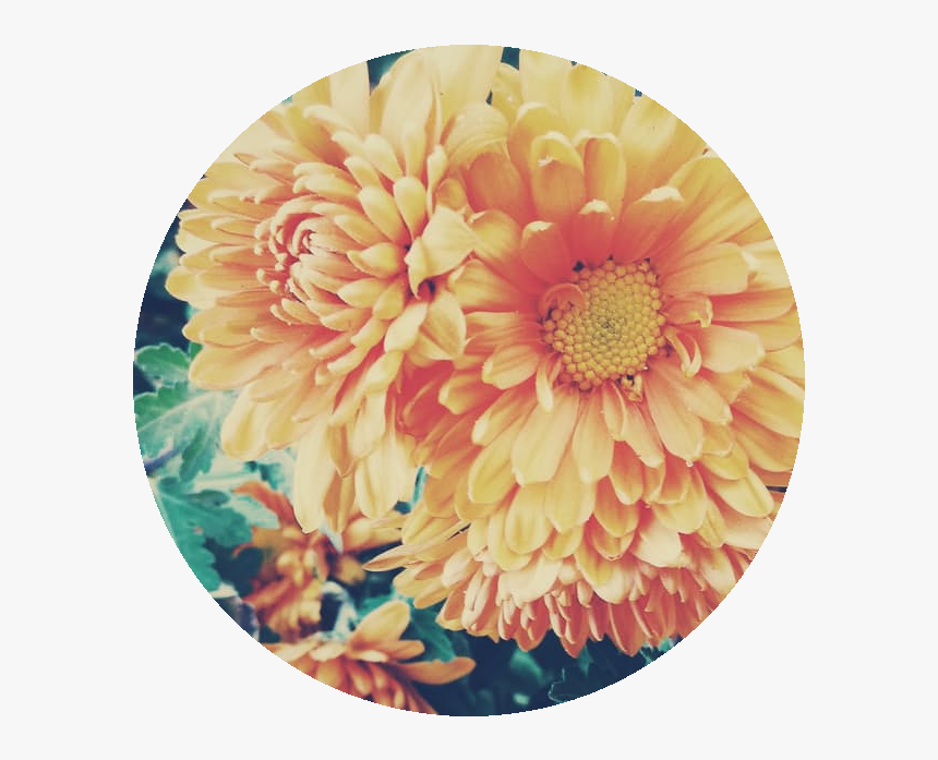 Cosmos Are Bright Delicate, Colorful Flowers - Chrysanthemum, HD Png Download