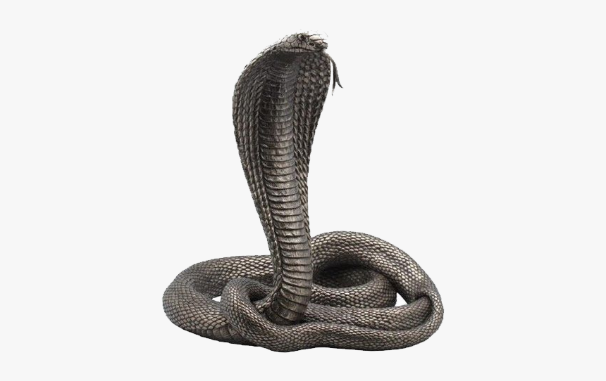 Cobra Snake, HD Png Download