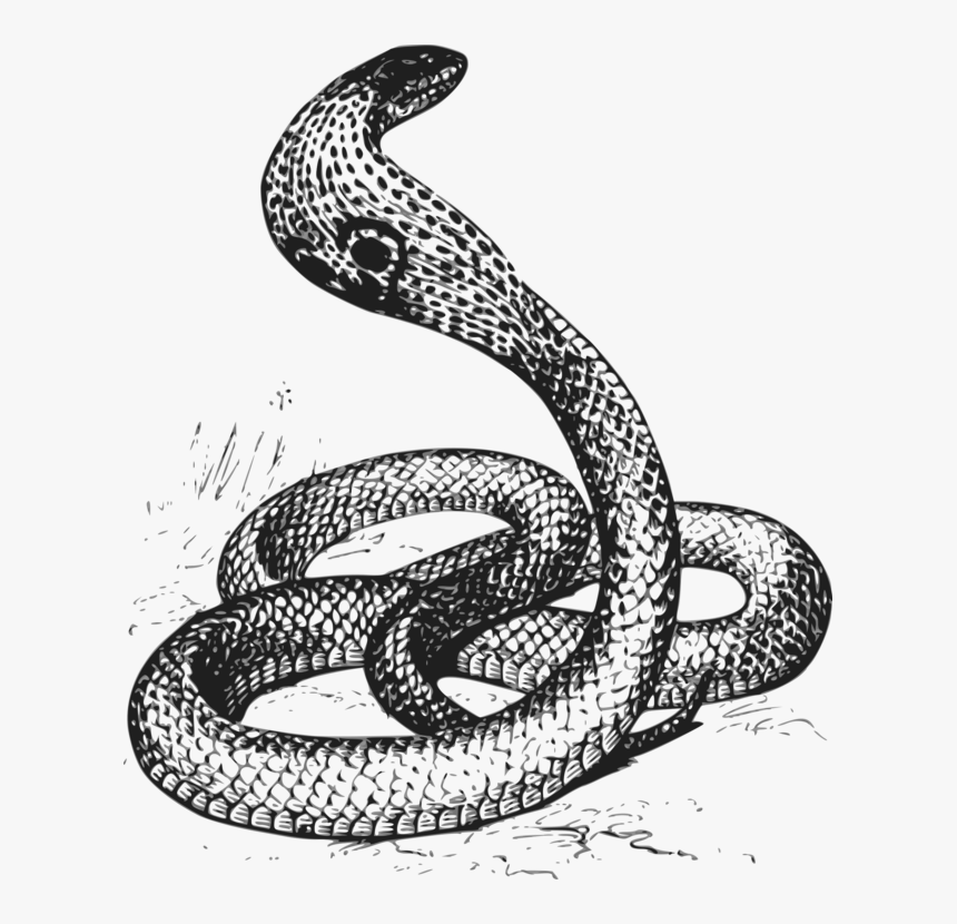 Reptile,serpent,cobra - Black & White Cobra, HD Png Download