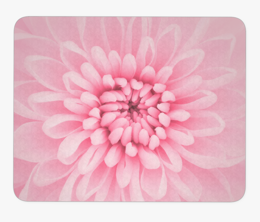 Chrysanthemum Flower Mouse Pad - Aesthetic Background, HD Png Download