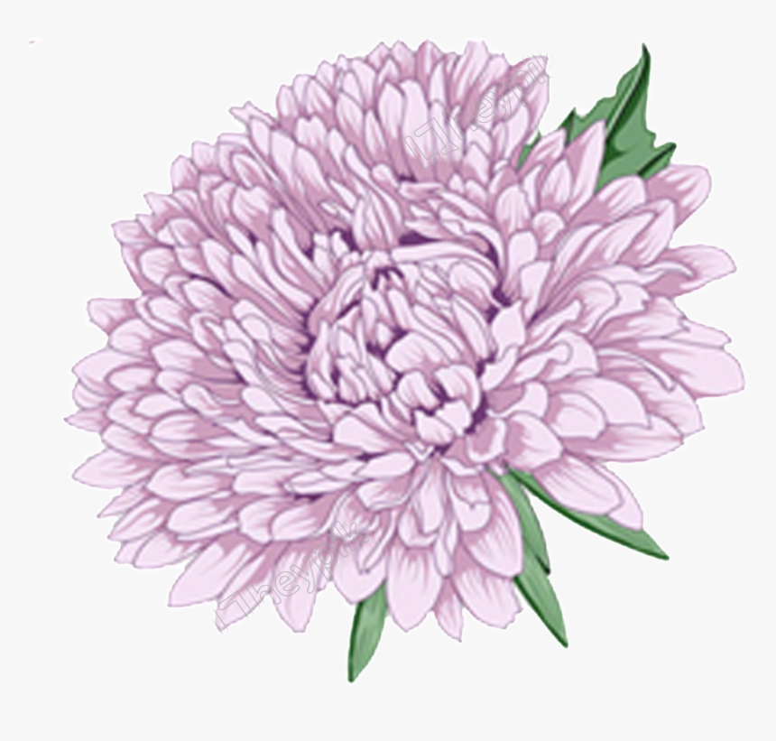 Clip Art Chrysanthemum Vector Chrysanthemum Purple Flower Png