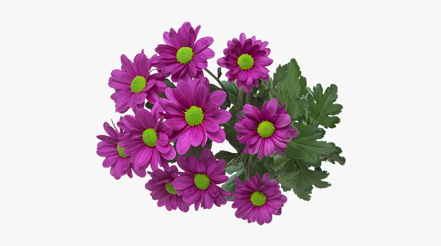 African Daisy, HD Png Download