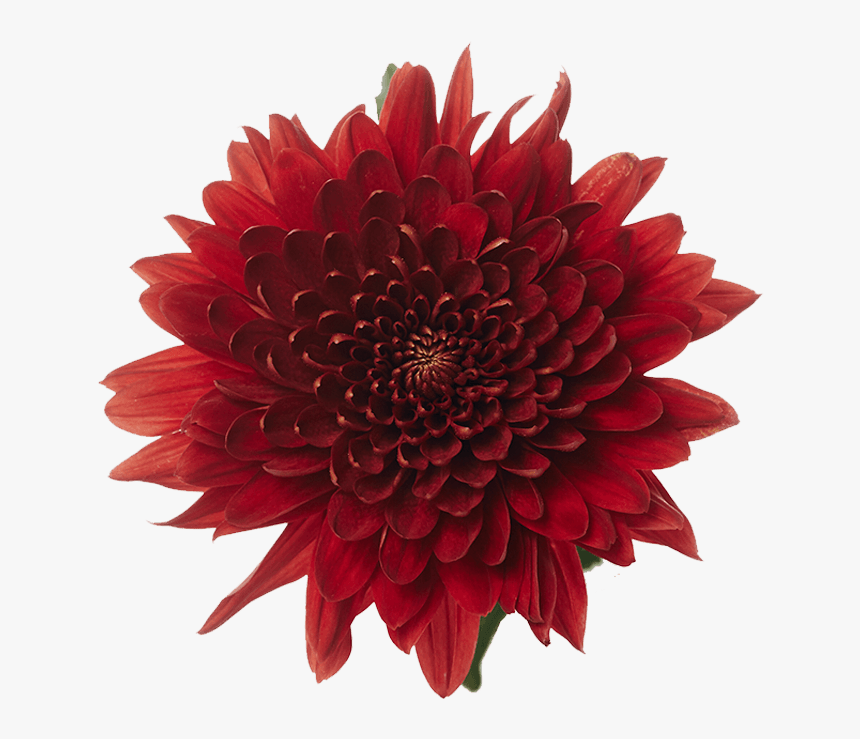 Dahlia, HD Png Download