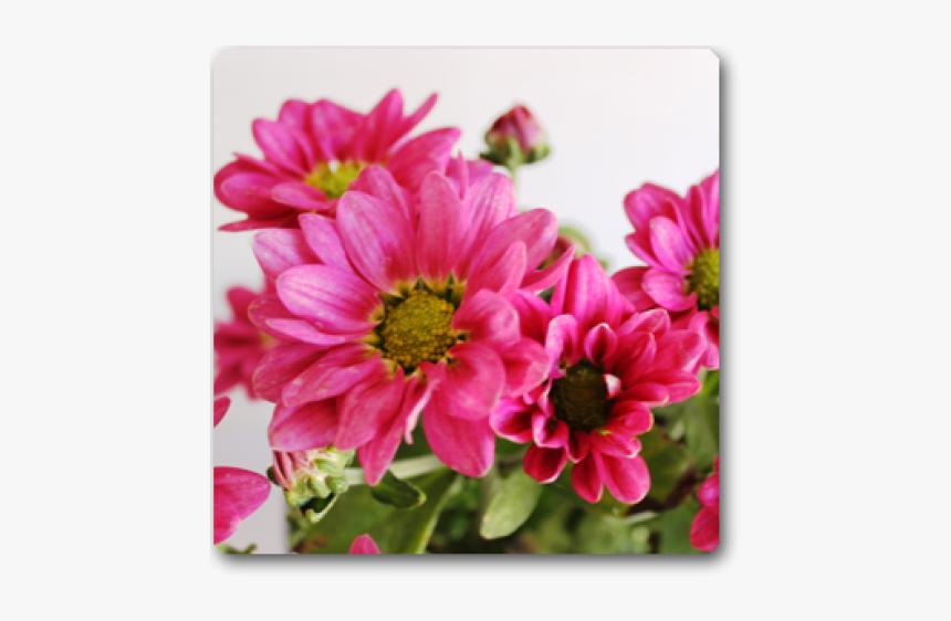 Zinnia Angustifolia, HD Png Download