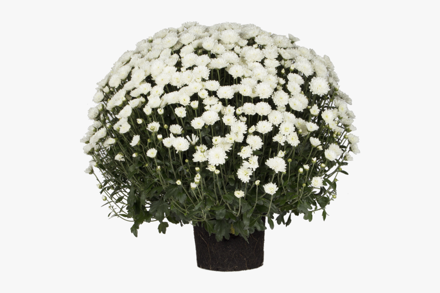 Indian Chrysanthemum - Bouquet, HD Png Download