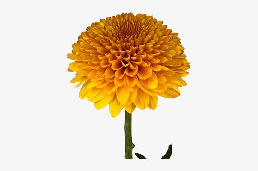 Transparent Green Chrysanthemum Png, Png Download