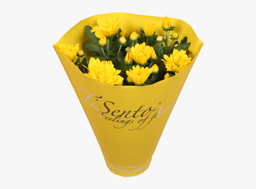 Chrysanths, HD Png Download