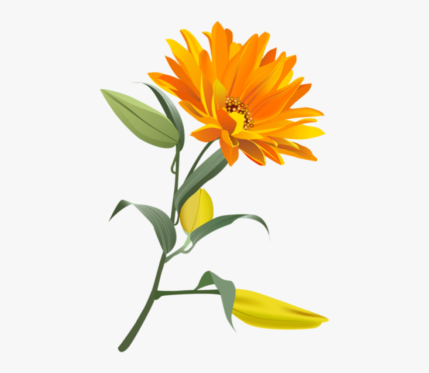 Free Png Download Orange Flower Png Images Background - Orange Flower Png, Transparent Png