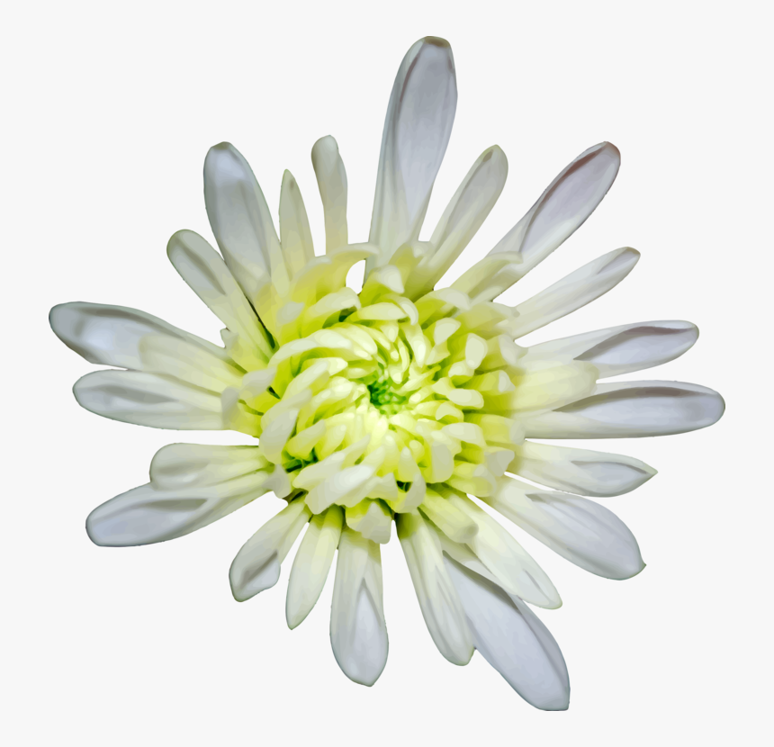 Chrysanths,plant,flower - Heath Aster, HD Png Download