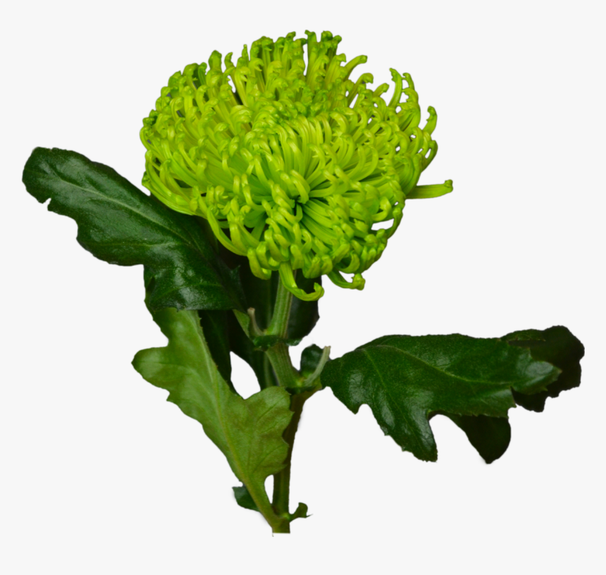 Green Chrysanthemum Flower Shop Studio Flores - Хризантема Зелёная Png, Transparent Png