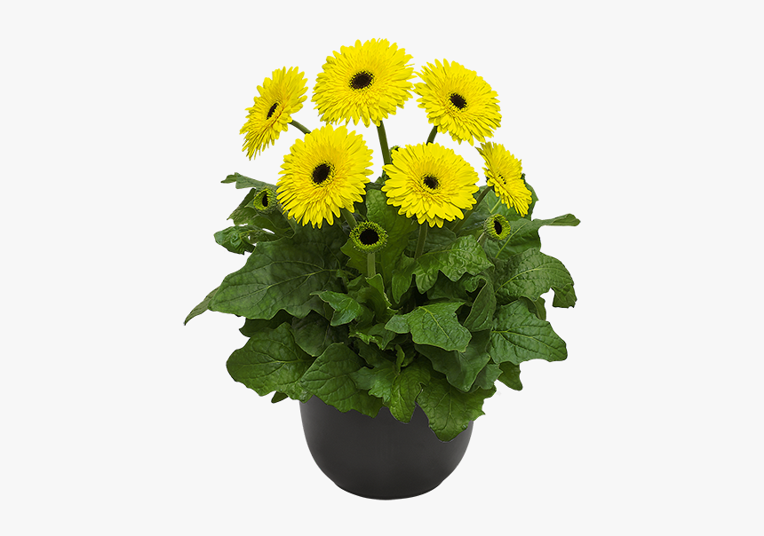 Patio Gerbera Kruger, HD Png Download
