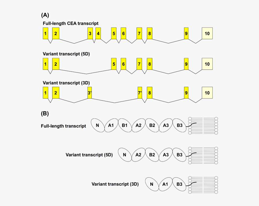 Alternative Splicing Of Cea Precursor Mrna Leads To - Number, HD Png Download