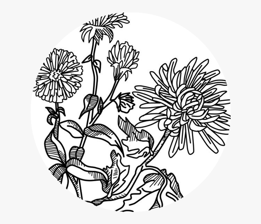 Chrysanths, HD Png Download
