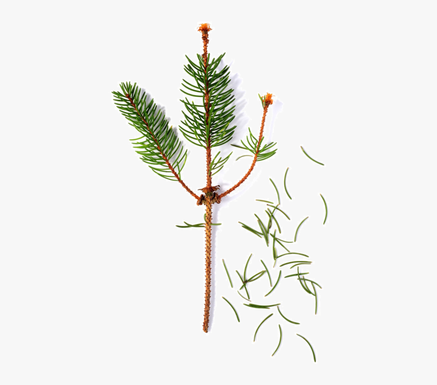 Christmas Tree, HD Png Download