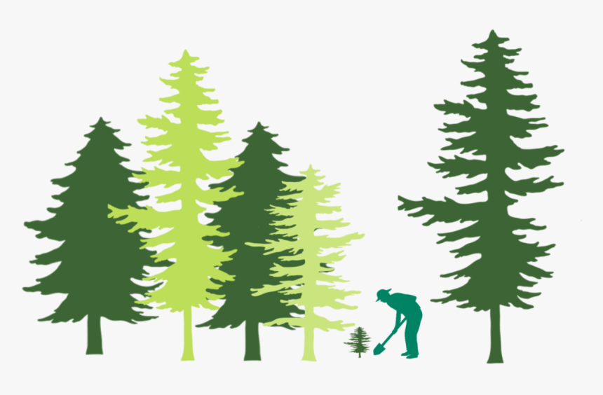 Christmas Tree, HD Png Download