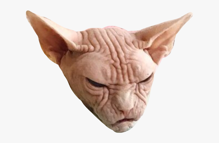 Cat, HD Png Download