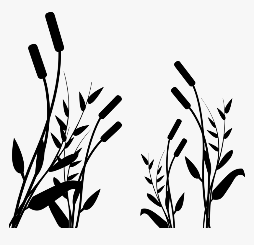 Botany,plant,flower - Силуэт Камыш Png, Transparent Png