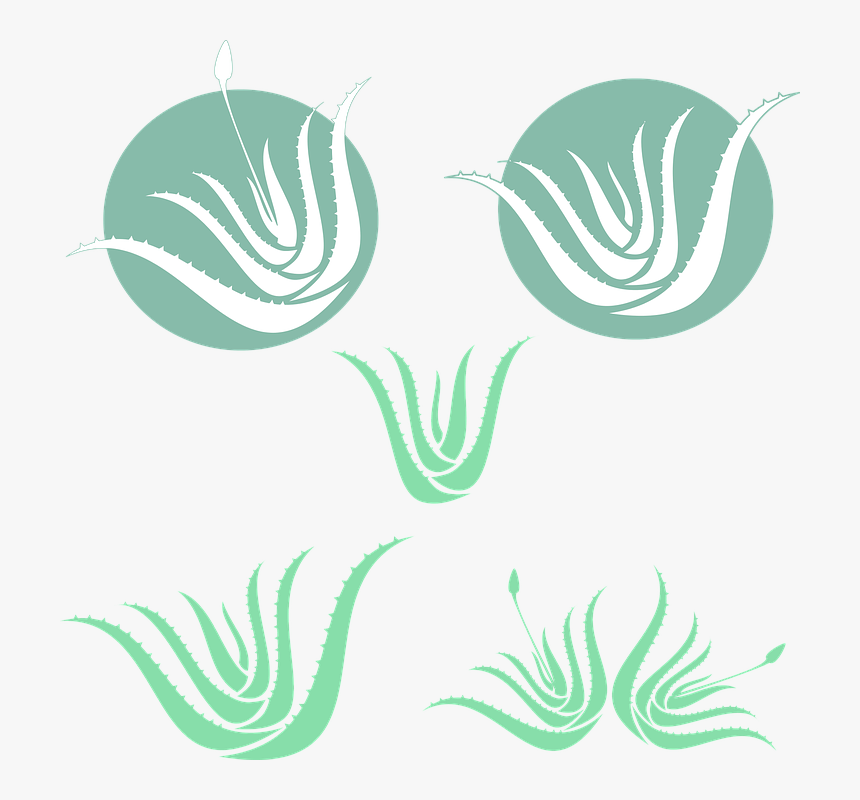 Aloe Vera, Green, Silhouette, Medicinal, Plant - Aloe Vera Silhouette, HD Png Download