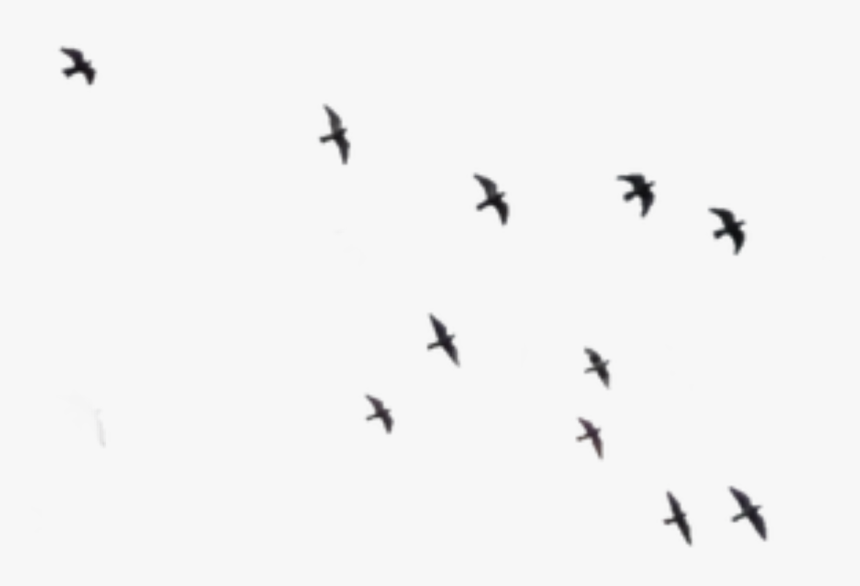#ftestickers #birds #silhouette #animals #bird #animal - Portable Network Graphics, HD Png Download