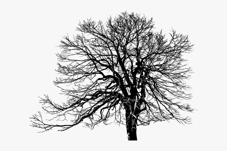 Tree, Ecological, Green, Plant, Silhouette, Weathered - Public Domain Tree Silhouette, HD Png Download