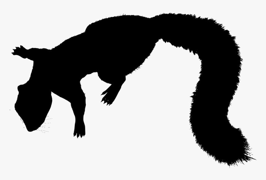Squirrel, HD Png Download