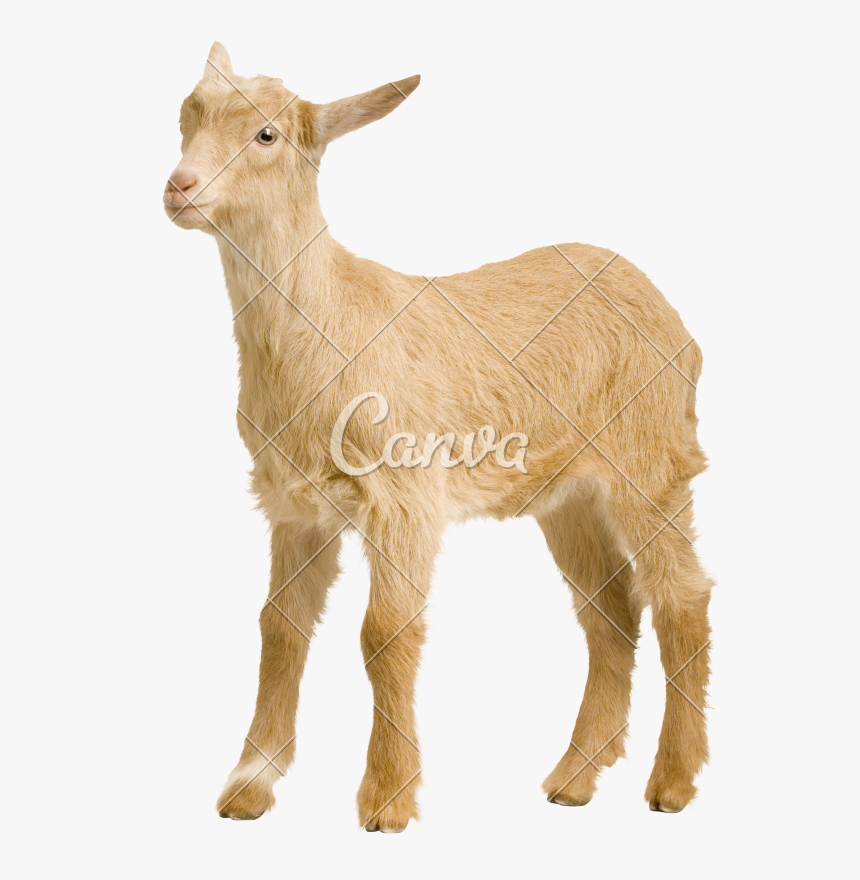 Baby Goats Pictures - Goat, HD Png Download