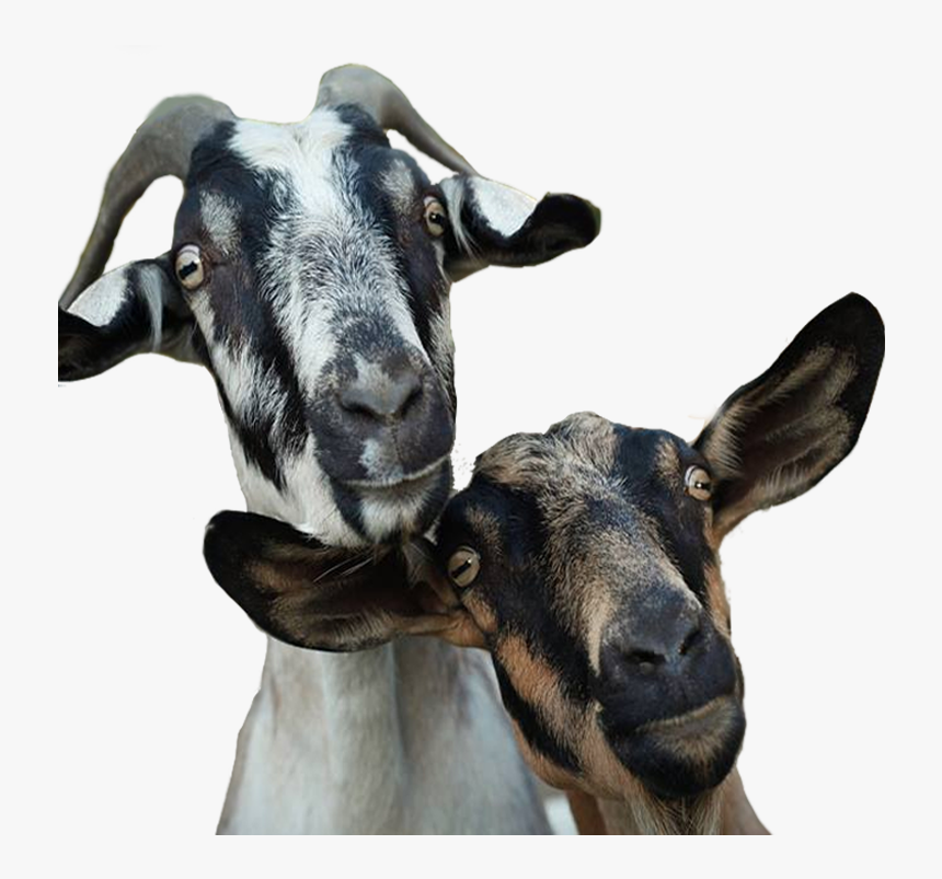 Transparent Goat Head Png - Goat Farm Png, Png Download