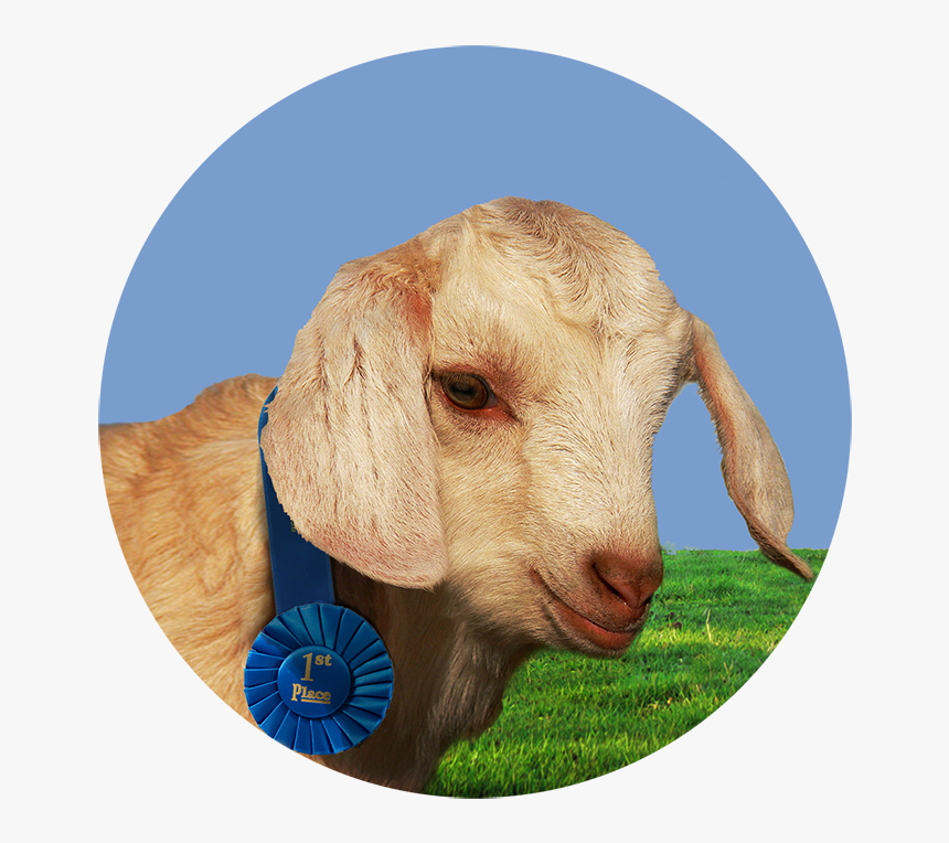 Danny S At The Fair - Goat Kid, HD Png Download