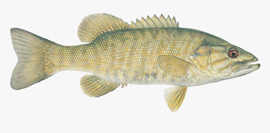 Small Mouth Bass Fish, HD Png Download