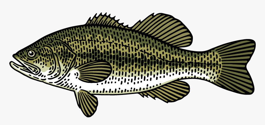 Bass Fish Draing, HD Png Download