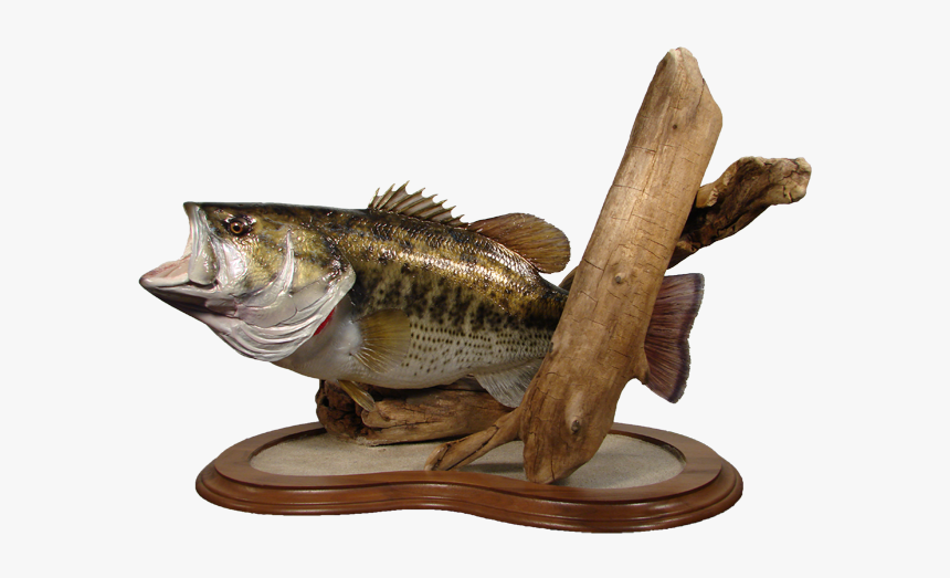 Largemouth Bass Mount - Northern Largemouth Bass, HD Png Download