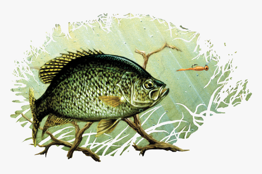 Black Crappie Drawing Painting Largemouth Bass Art - Crappie Drawing, HD Png Download