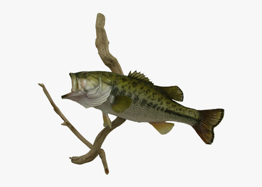 Transparent Largemouth Bass Png - Perch, Png Download