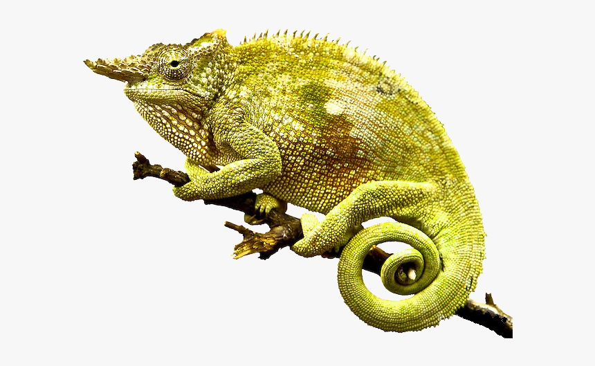 Chameleon Png Photo, Transparent Png