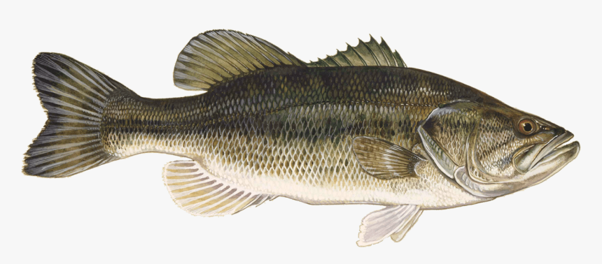 Large Mouth Bass, HD Png Download