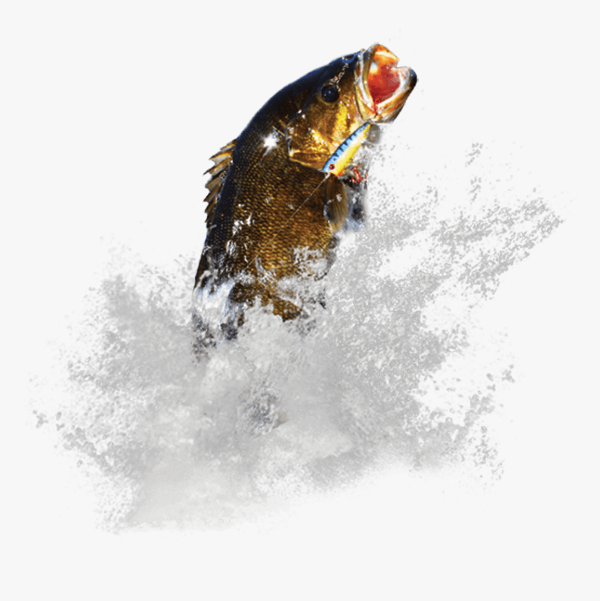 Coastal Cutthroat Trout, HD Png Download